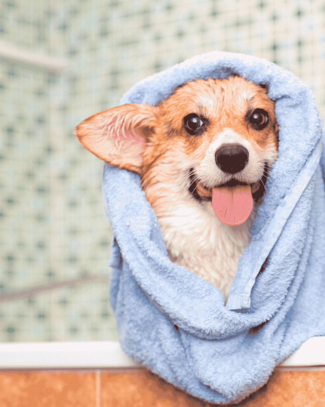 How Often Should You Bathe Your Dog?