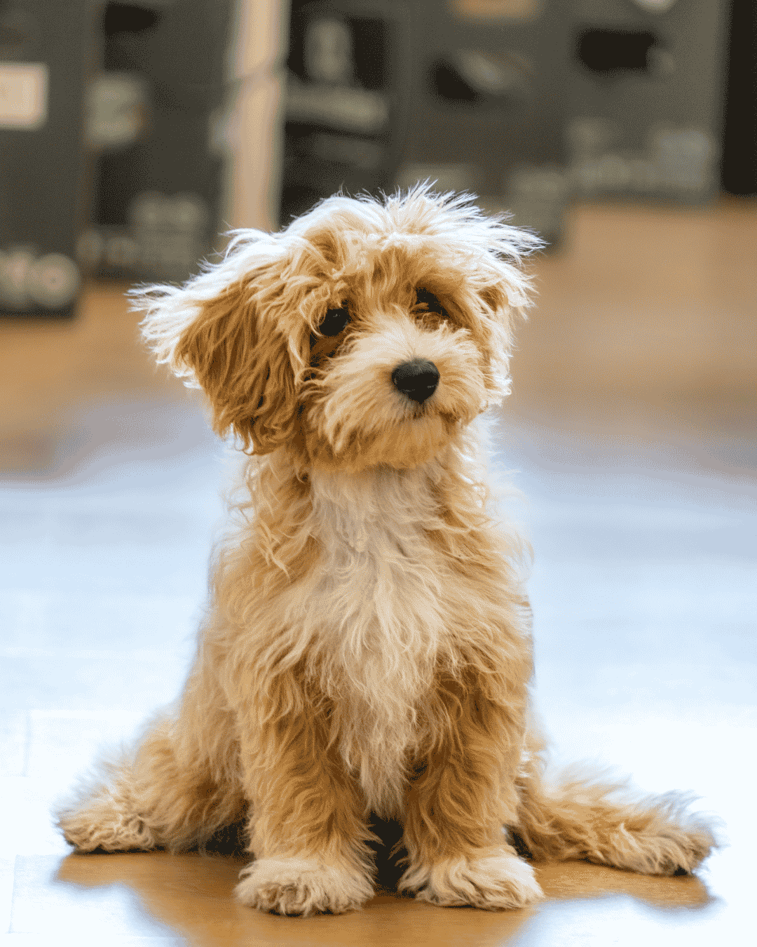 Your Dog's skin is nothing like Yours
