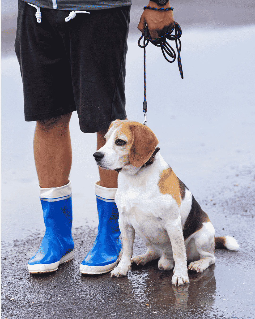 Why Monsoon Is Brutal on Dog's Skin?
