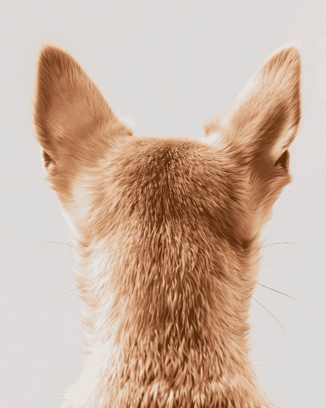 Your Pet's Skin Barrier, Explained.