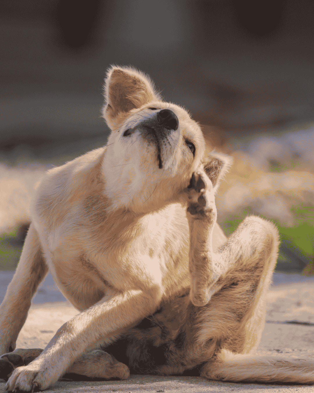 Tick Prevention for Dogs in India