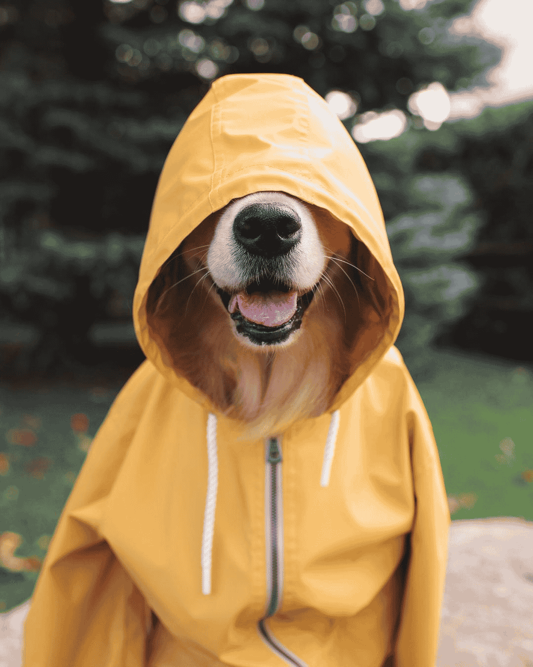 The real damage to your pet's skin during monsoon